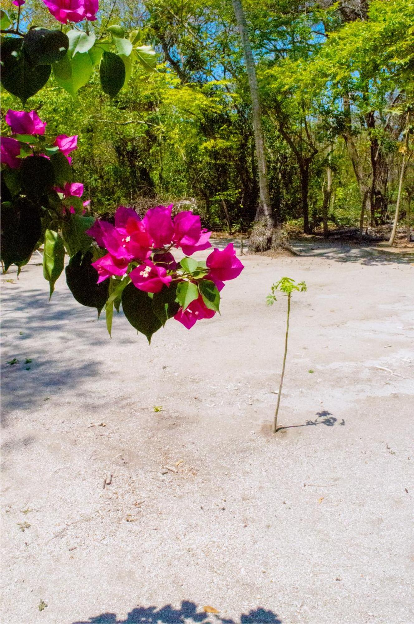Palma Plata Islas Del Rosario Isla Grande  Eksteriør billede